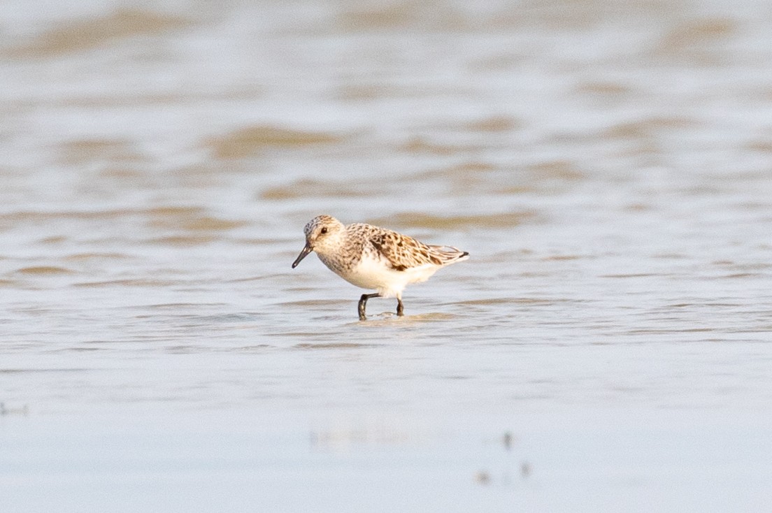 Sanderling - Xiaoni Xu