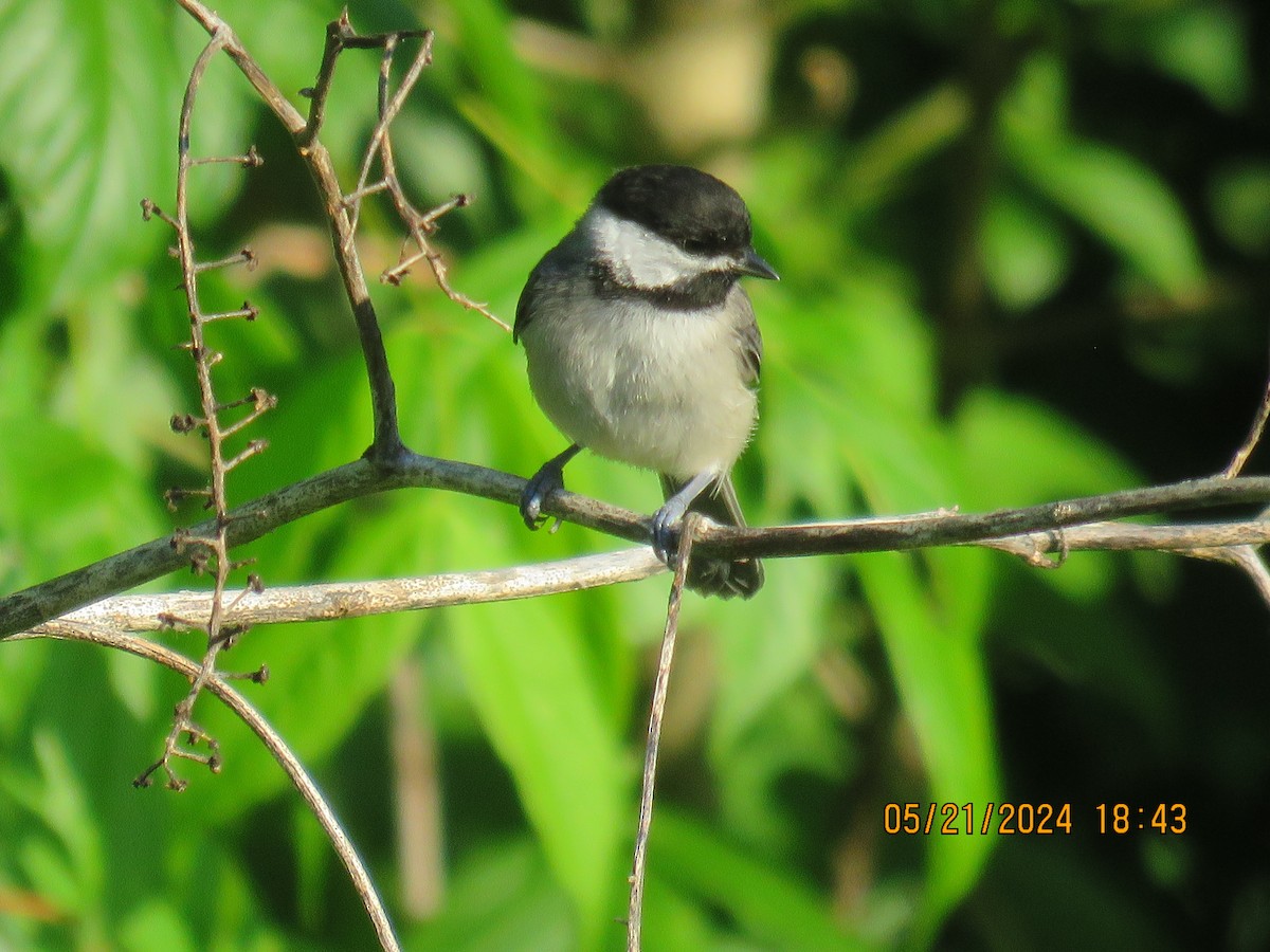 Carolina Chickadee - ML619524272