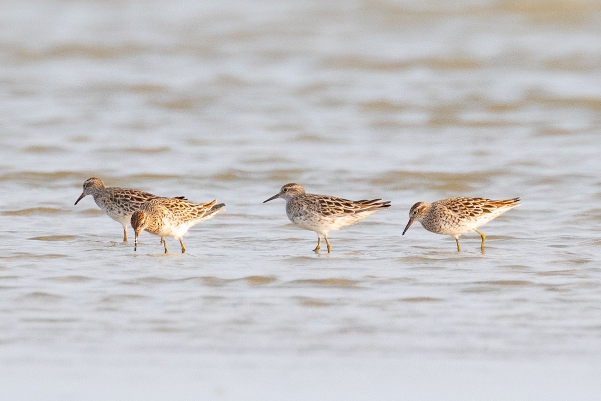 Sharp-tailed Sandpiper - ML619524273