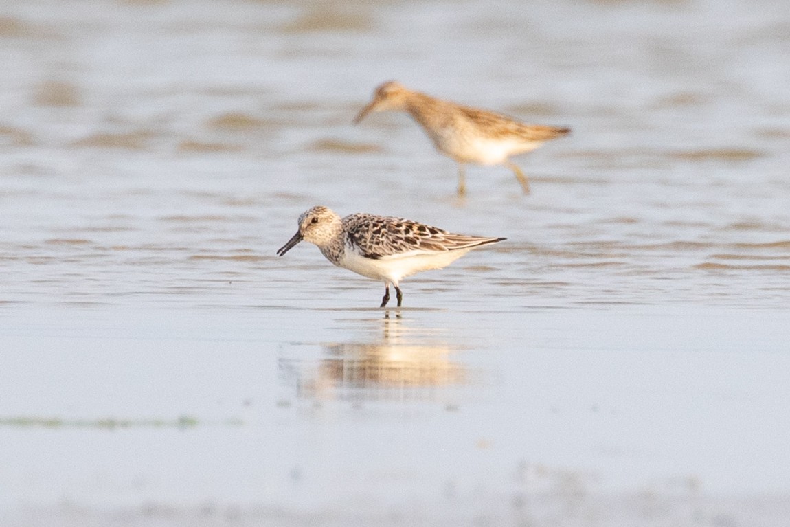 Sanderling - Xiaoni Xu