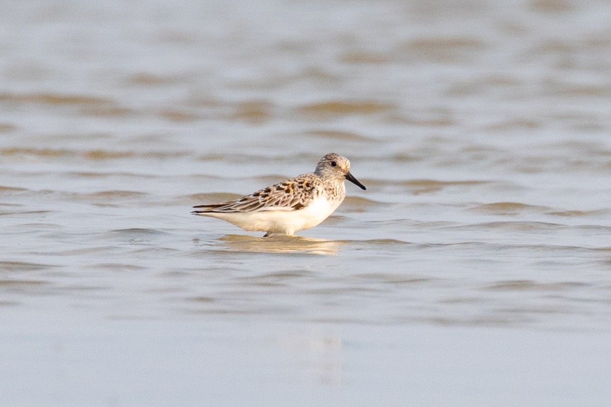 Sanderling - Xiaoni Xu