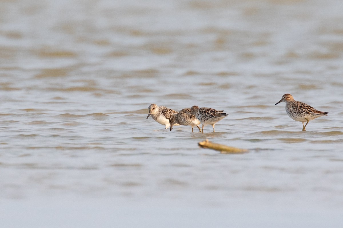 Sanderling - Xiaoni Xu