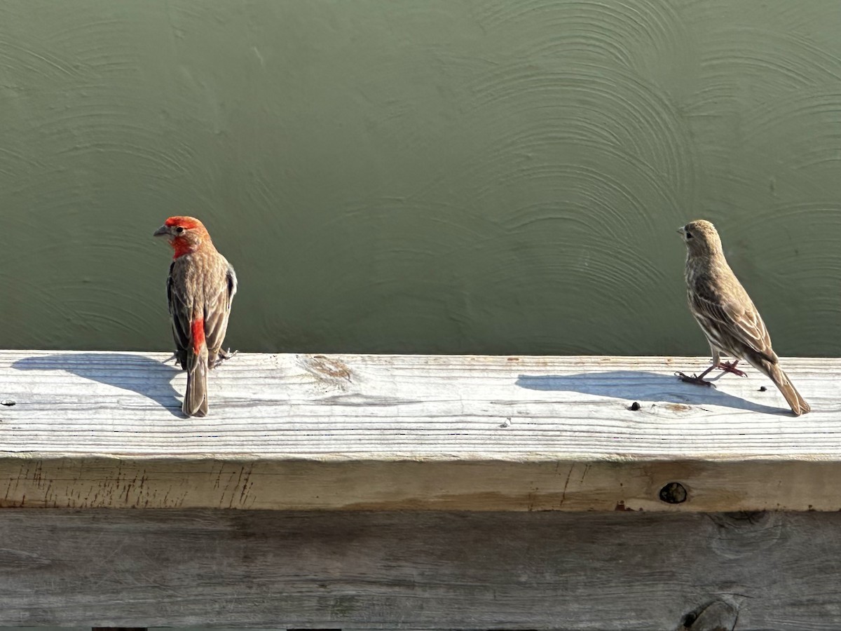 House Finch - Jack Gregor