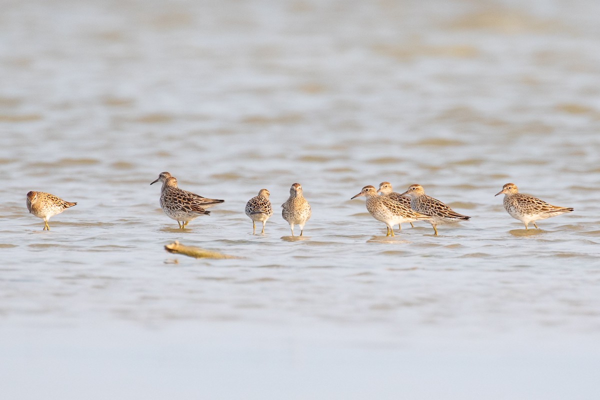 Sharp-tailed Sandpiper - Xiaoni Xu