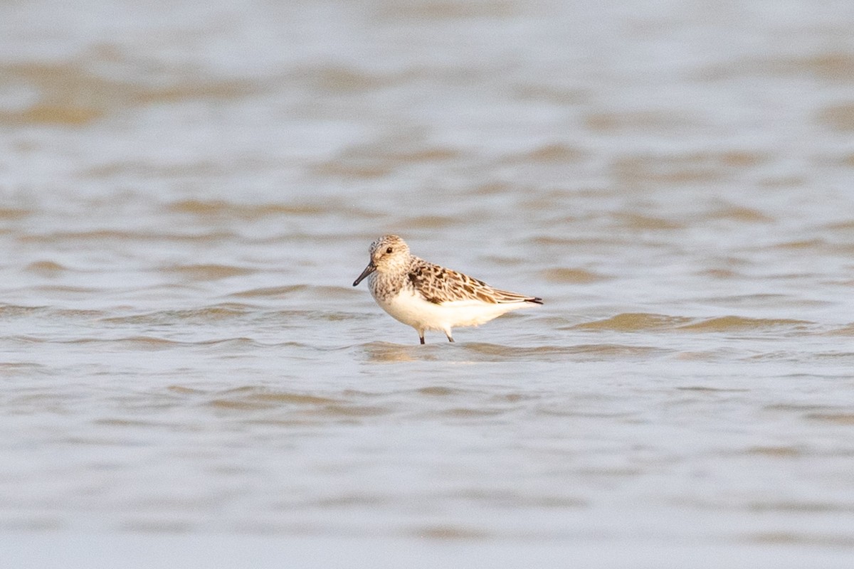 Sanderling - Xiaoni Xu