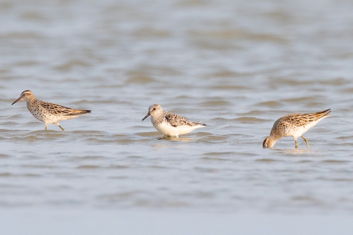 Sanderling - Xiaoni Xu