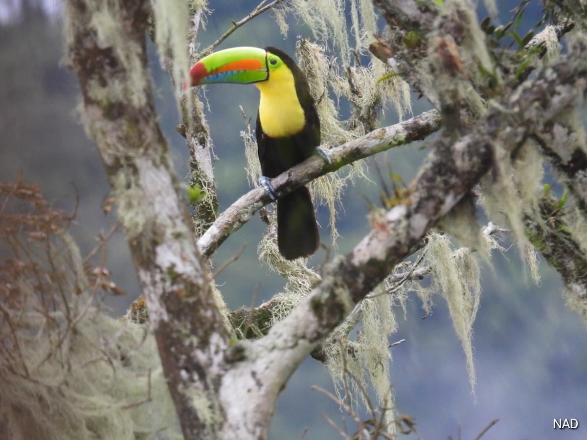 Keel-billed Toucan - Nelva de Daly