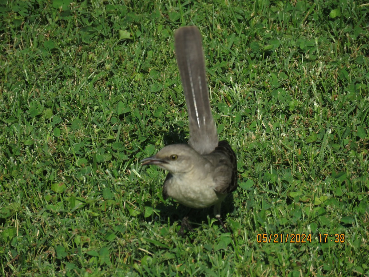 Northern Mockingbird - jack paul