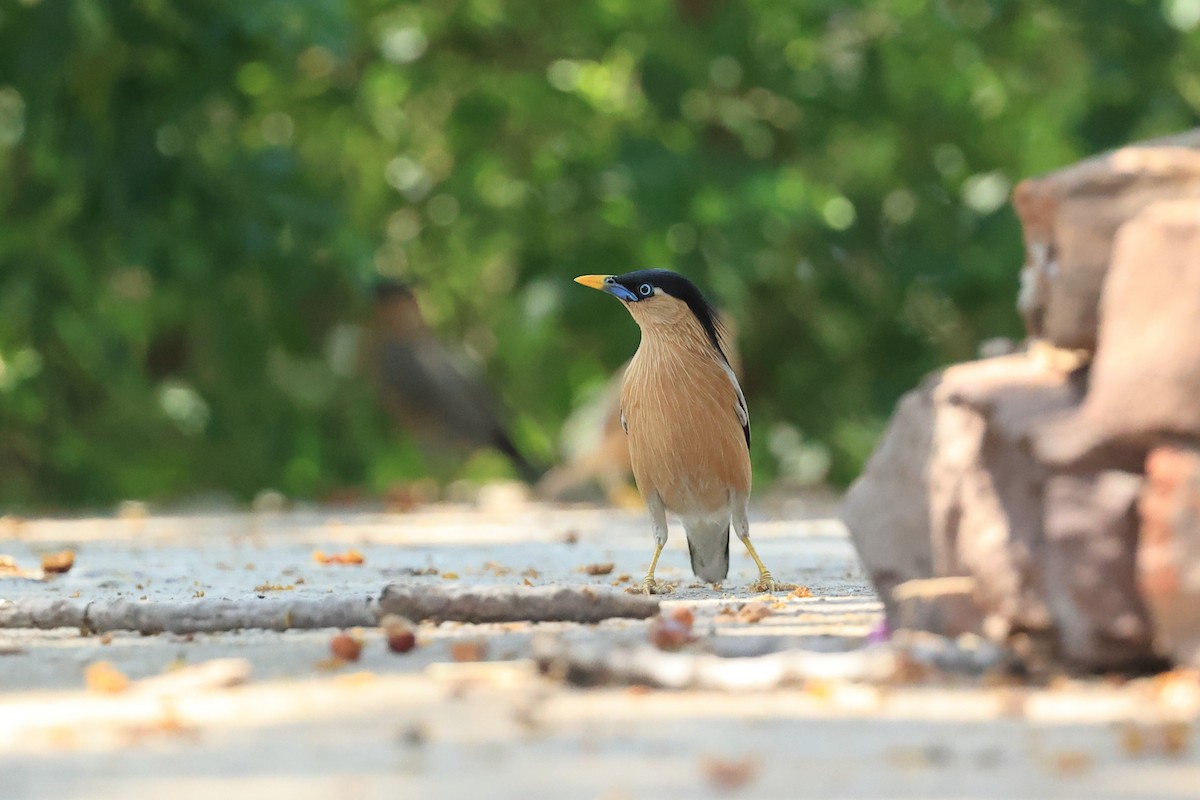 Brahminy Starling - Abhishek Shroti