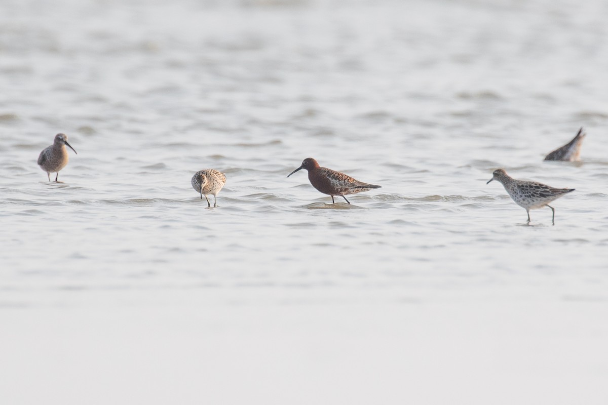 Curlew Sandpiper - Xiaoni Xu