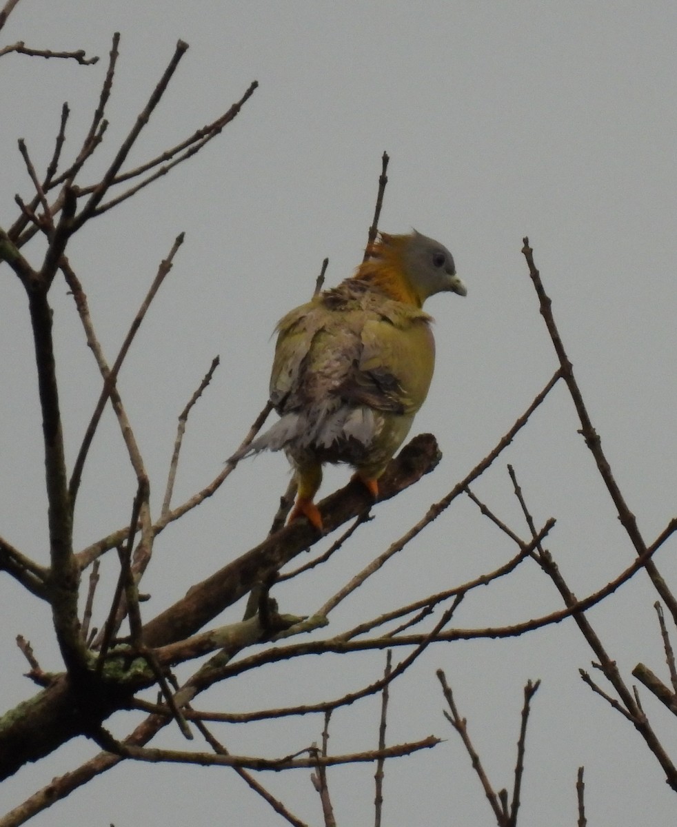 Yellow-footed Green-Pigeon - Rama M V