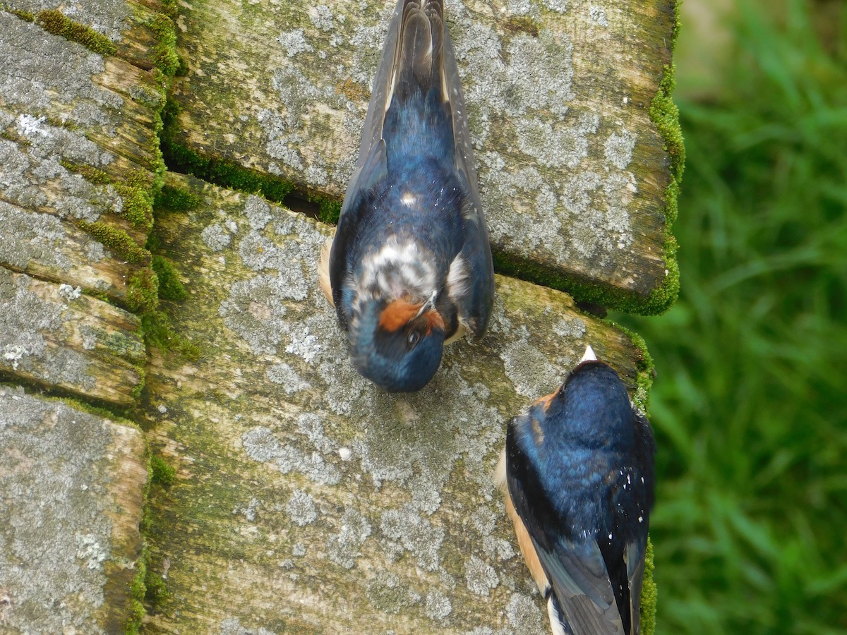 Barn Swallow - Arrow Z L