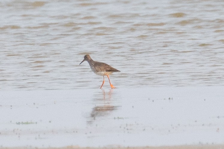 Common Redshank - Xiaoni Xu