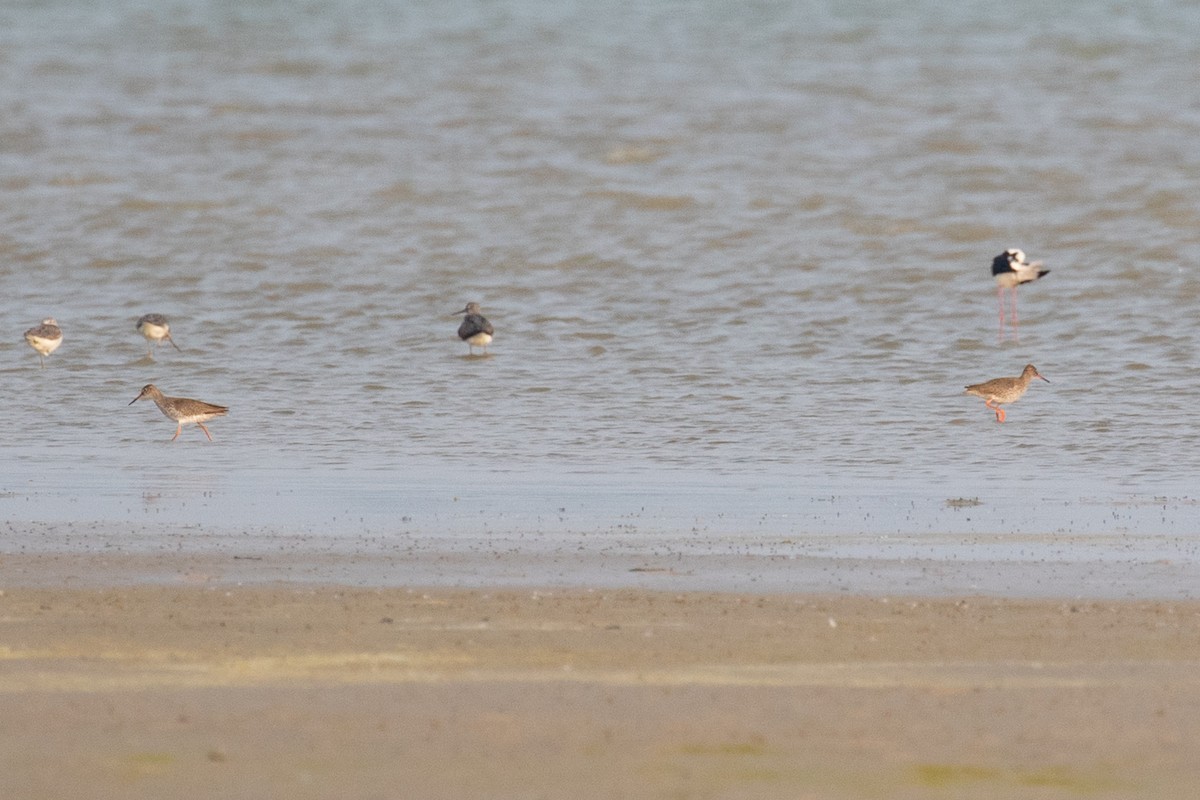 Common Redshank - Xiaoni Xu