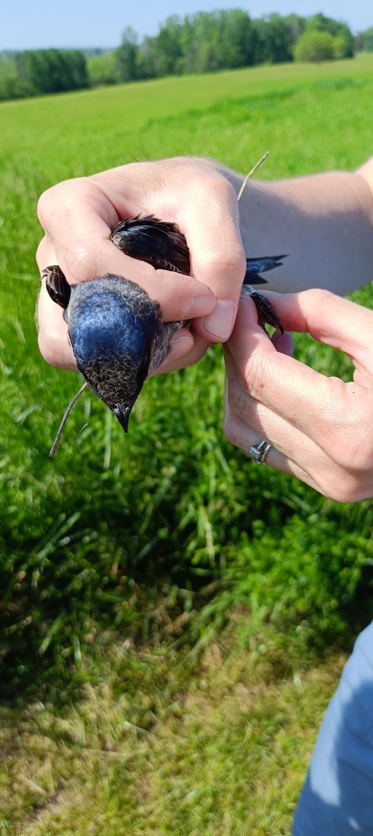 Purple Martin - Kartikey Sharma