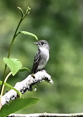 Western Wood-Pewee - Perry Poulsen