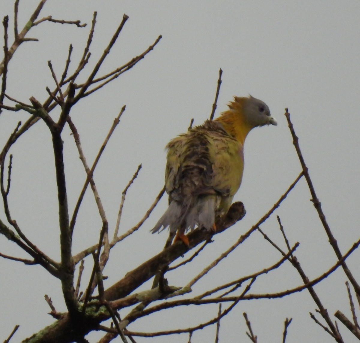 Yellow-footed Green-Pigeon - Rama M V