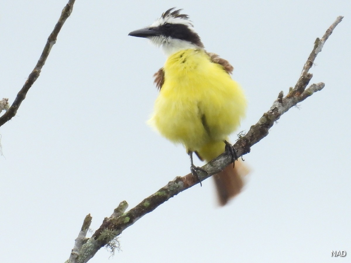 Great Kiskadee - Nelva de Daly