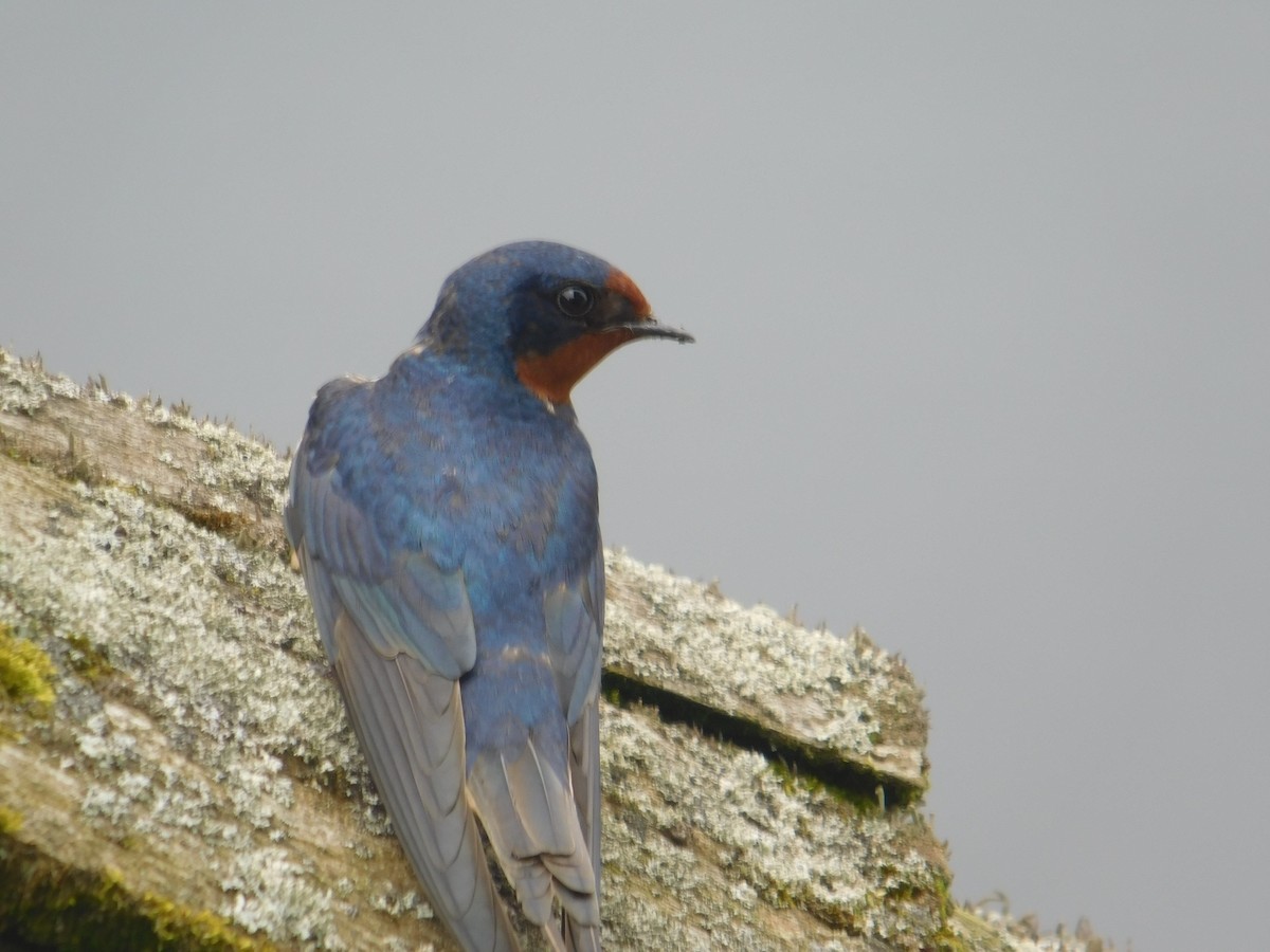 Barn Swallow - Arrow Z L