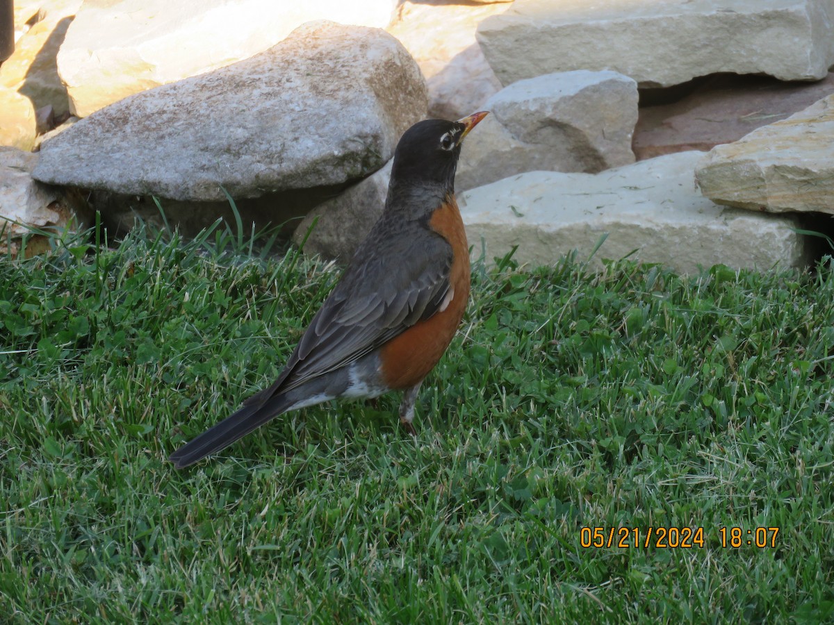 American Robin - ML619524319