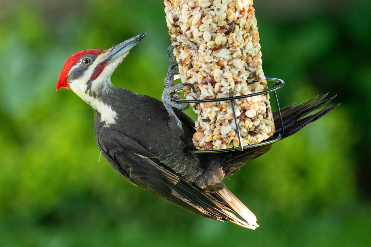 Pileated Woodpecker - Glen allen