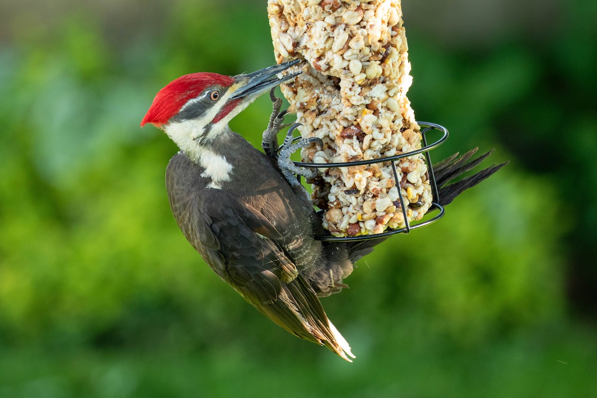 Pileated Woodpecker - Glen allen