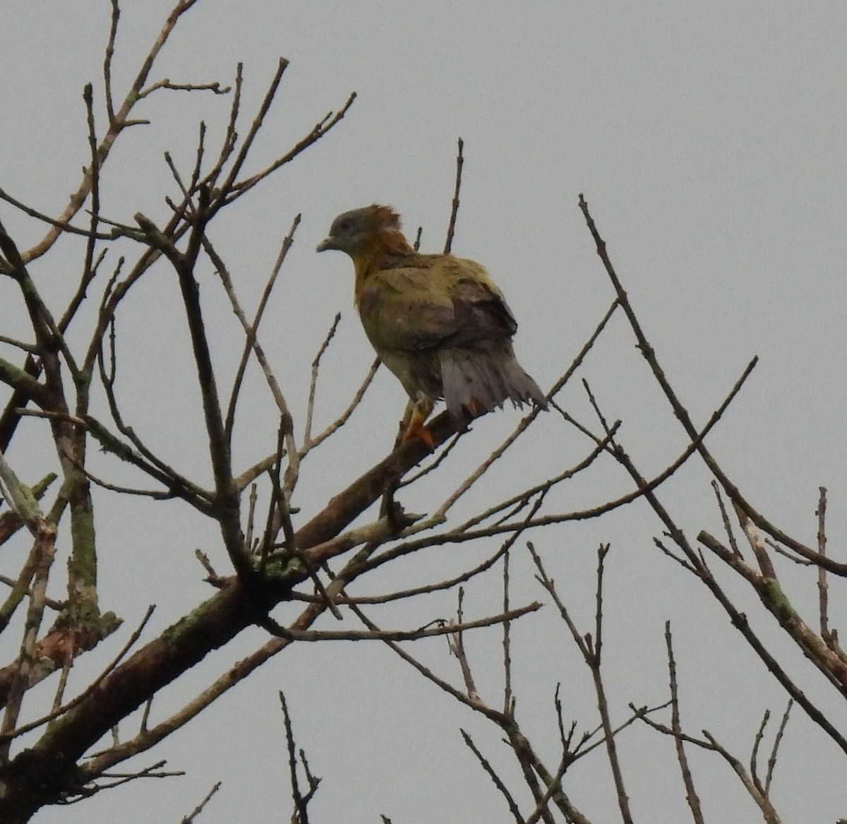 Yellow-footed Green-Pigeon - Rama M V