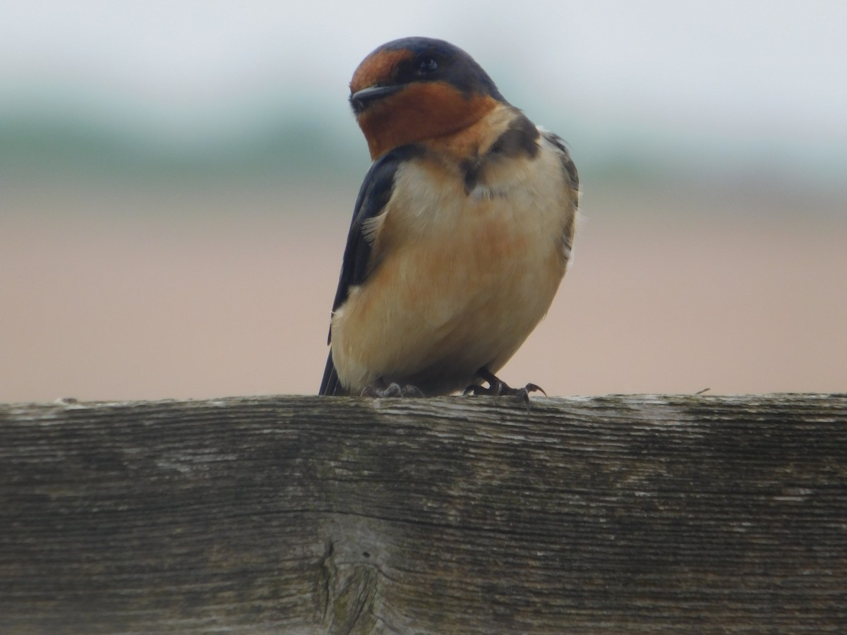 Barn Swallow - Arrow Z L