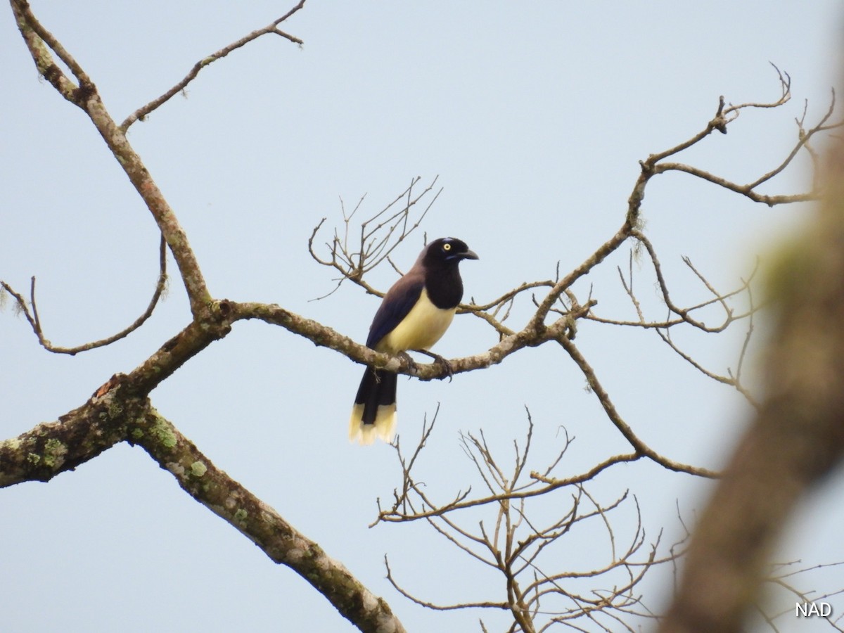 Black-chested Jay - Nelva de Daly