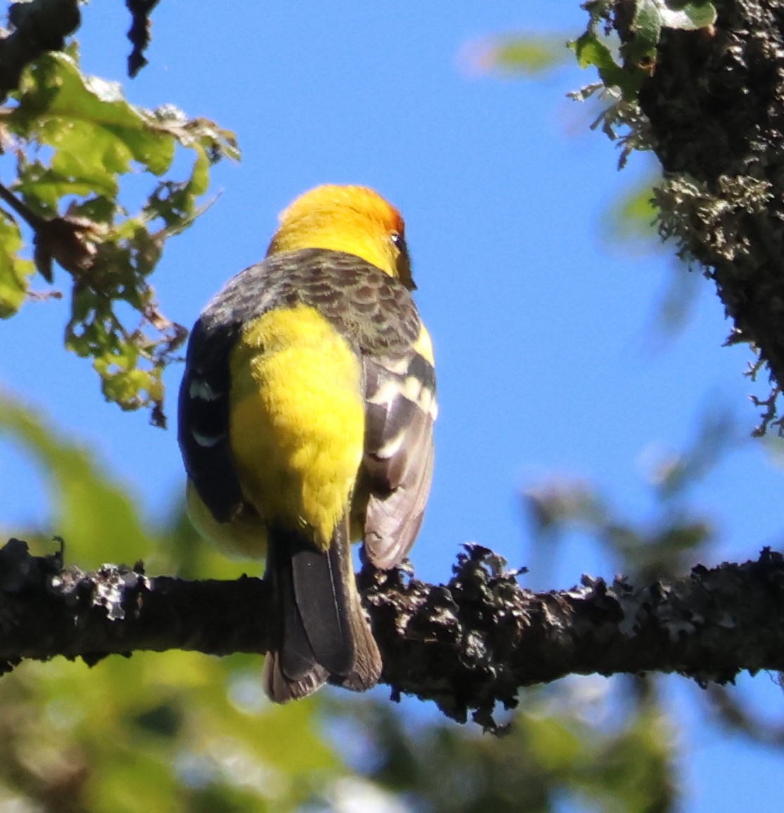 Western Tanager - Walter Thorne