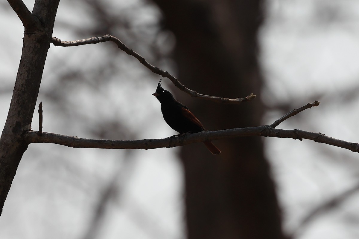 Crested Bunting - Abhishek Shroti