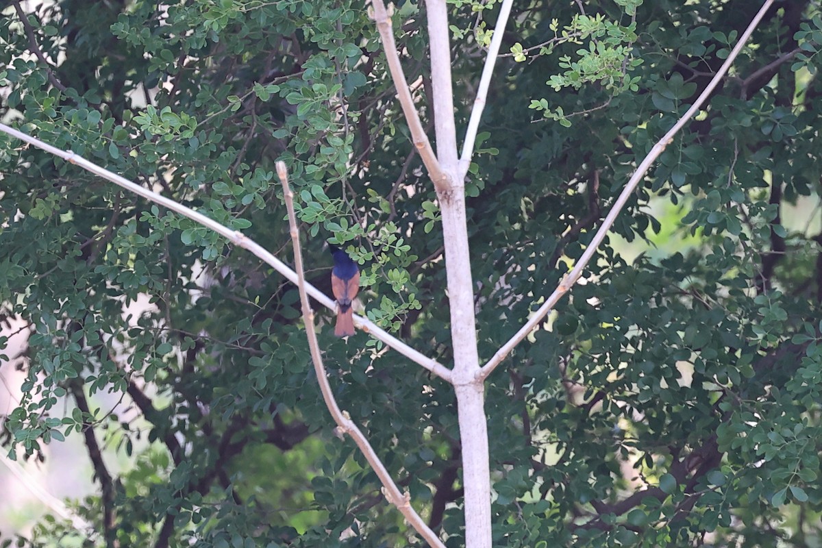 Crested Bunting - Abhishek Shroti