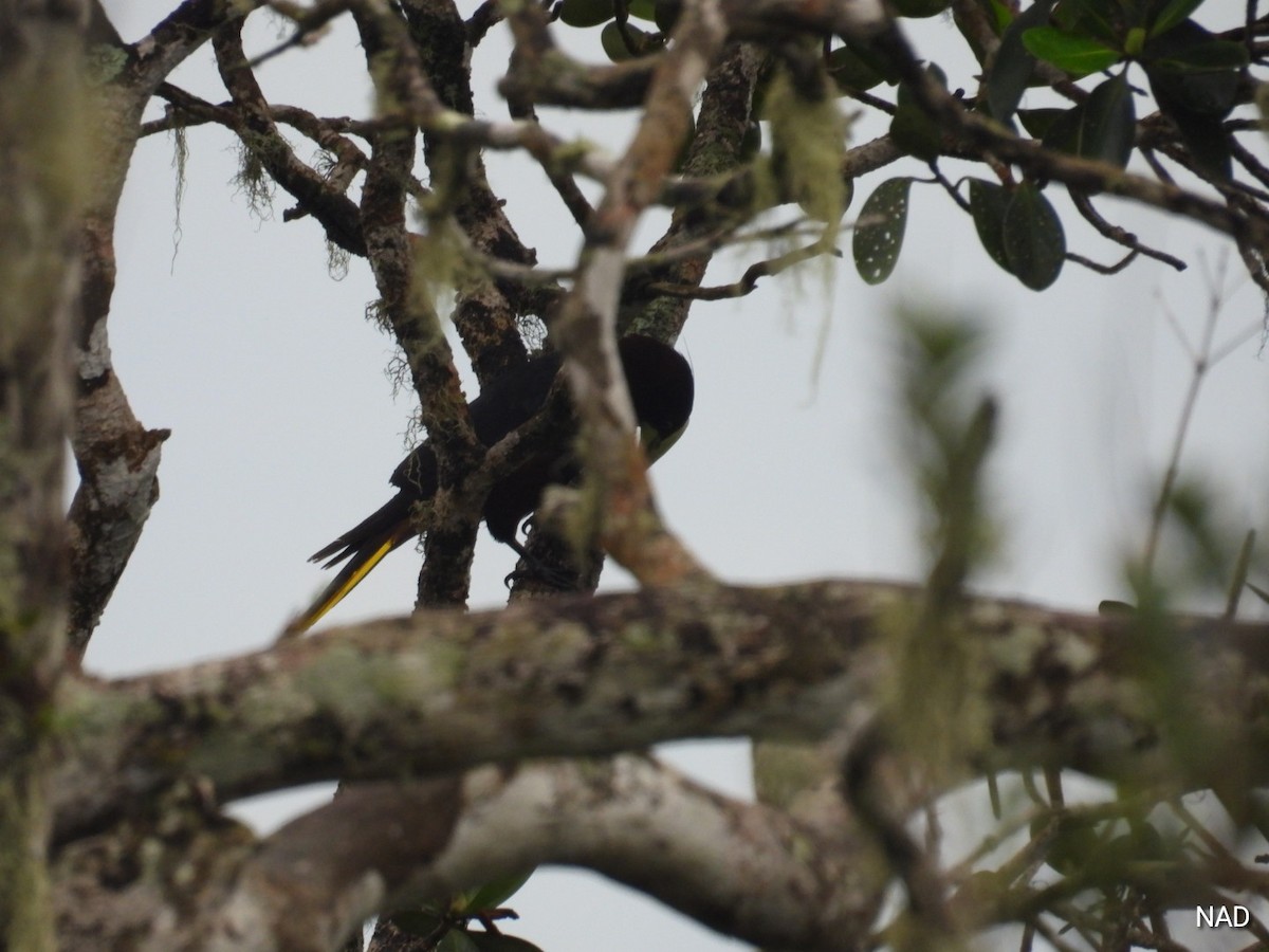 Chestnut-headed Oropendola - ML619524342