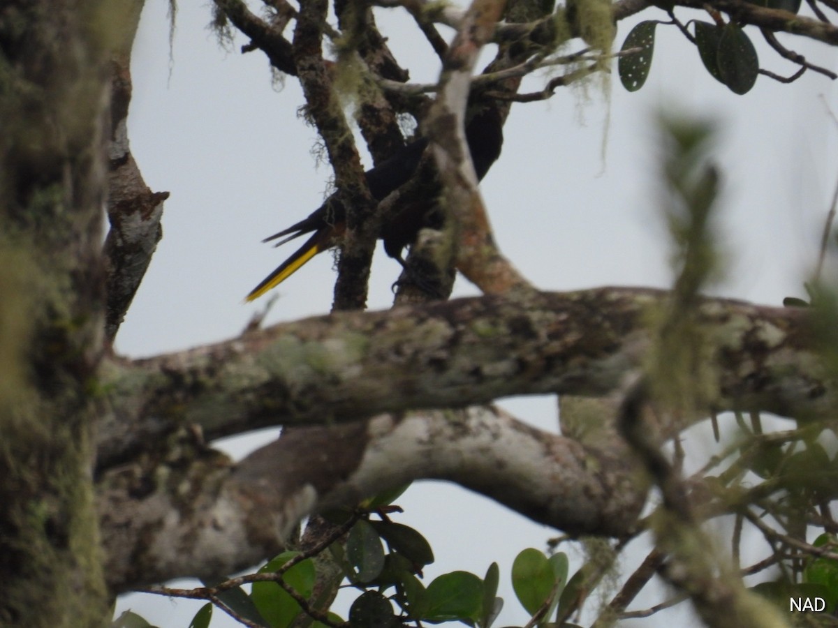 Chestnut-headed Oropendola - ML619524344