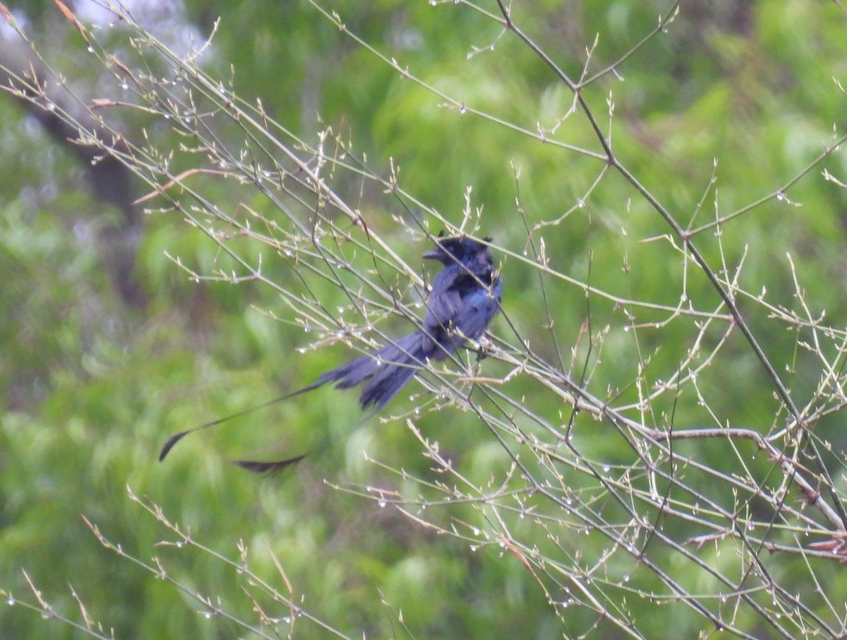 Greater Racket-tailed Drongo - Rama M V