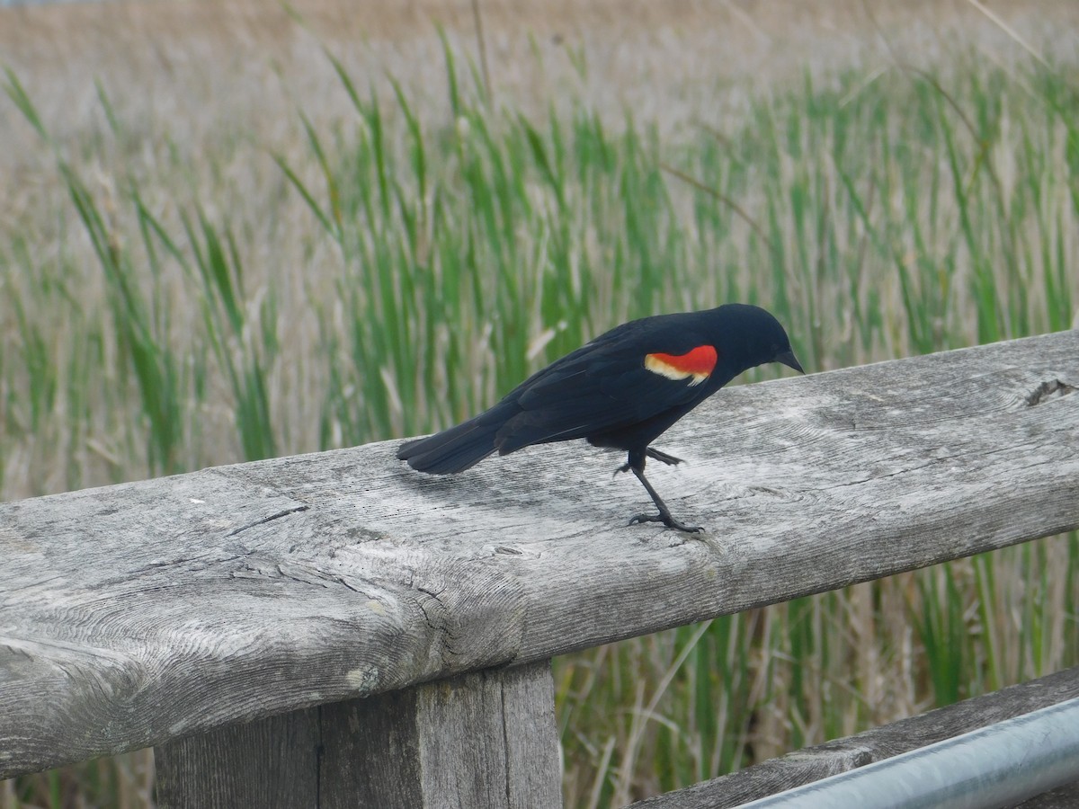 Red-winged Blackbird - Arrow Z L