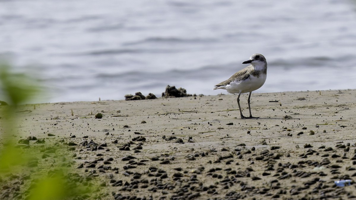 Greater Sand-Plover - Robert Tizard