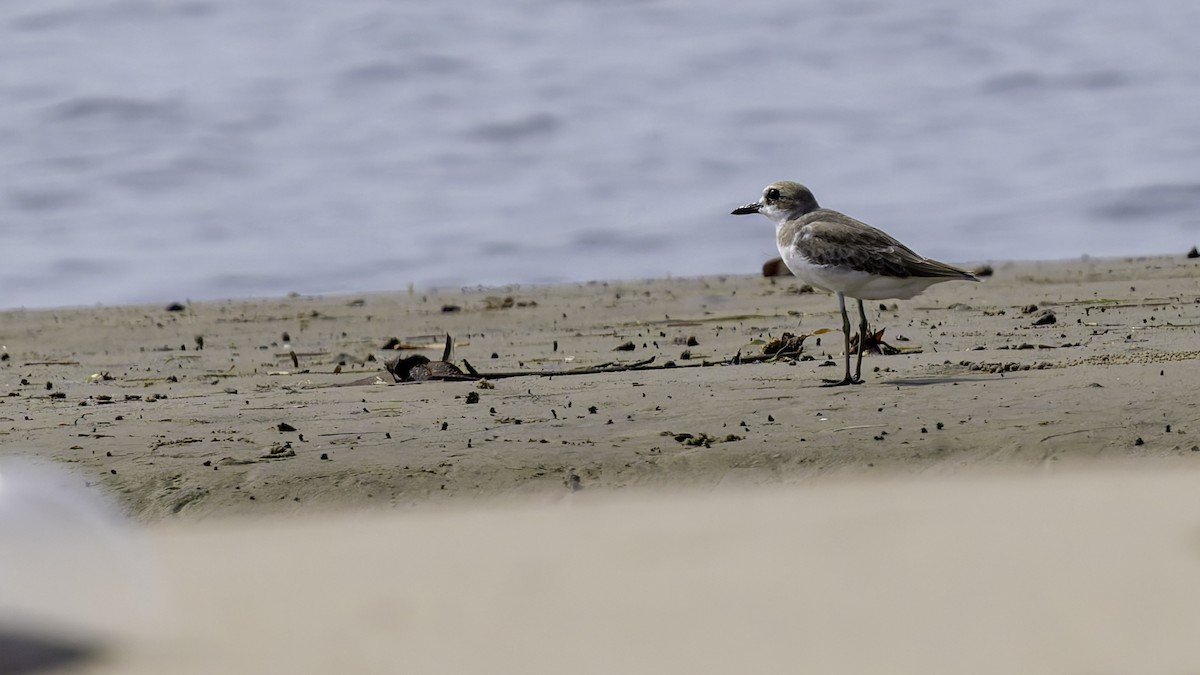 Greater Sand-Plover - Robert Tizard