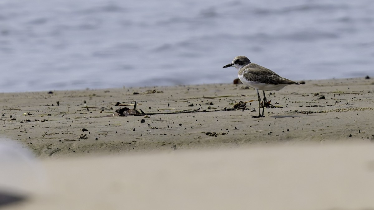 Greater Sand-Plover - Robert Tizard