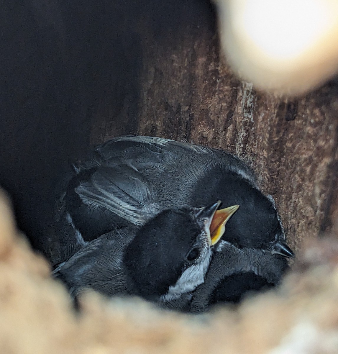 Black-capped Chickadee - ML619524363