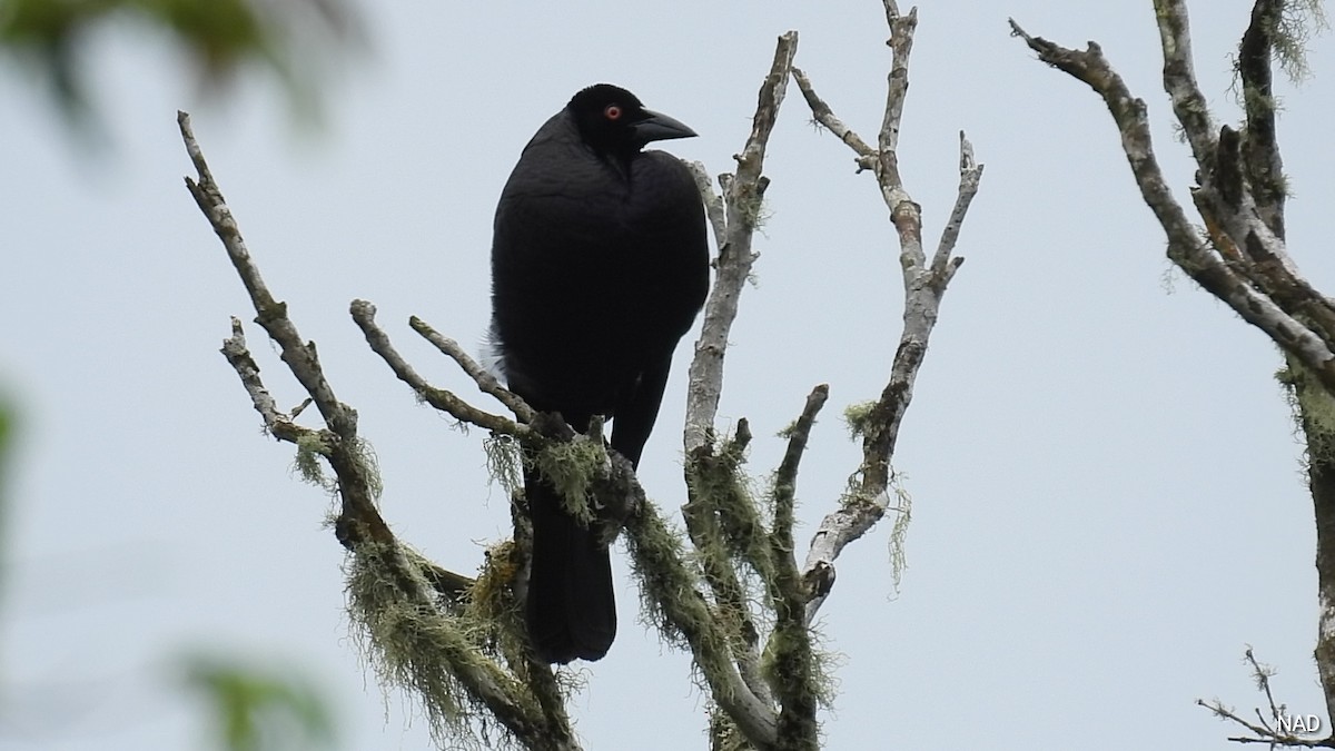 Bronzed Cowbird - Nelva de Daly