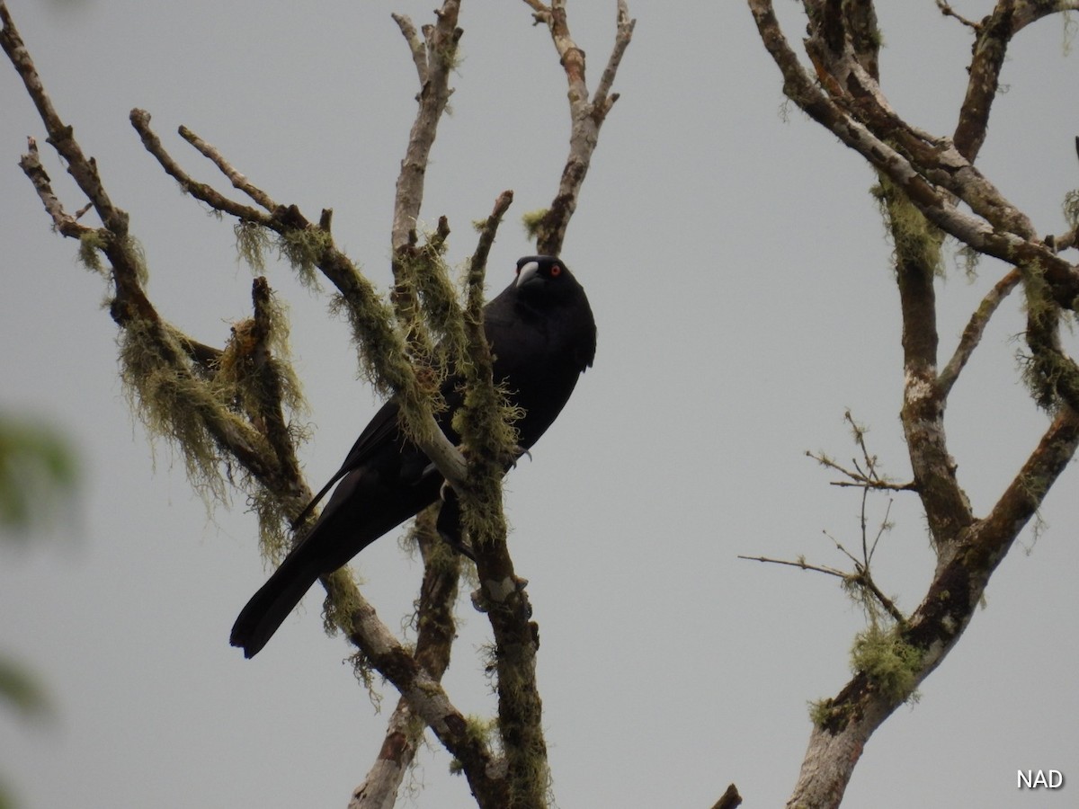 Bronzed Cowbird - Nelva de Daly