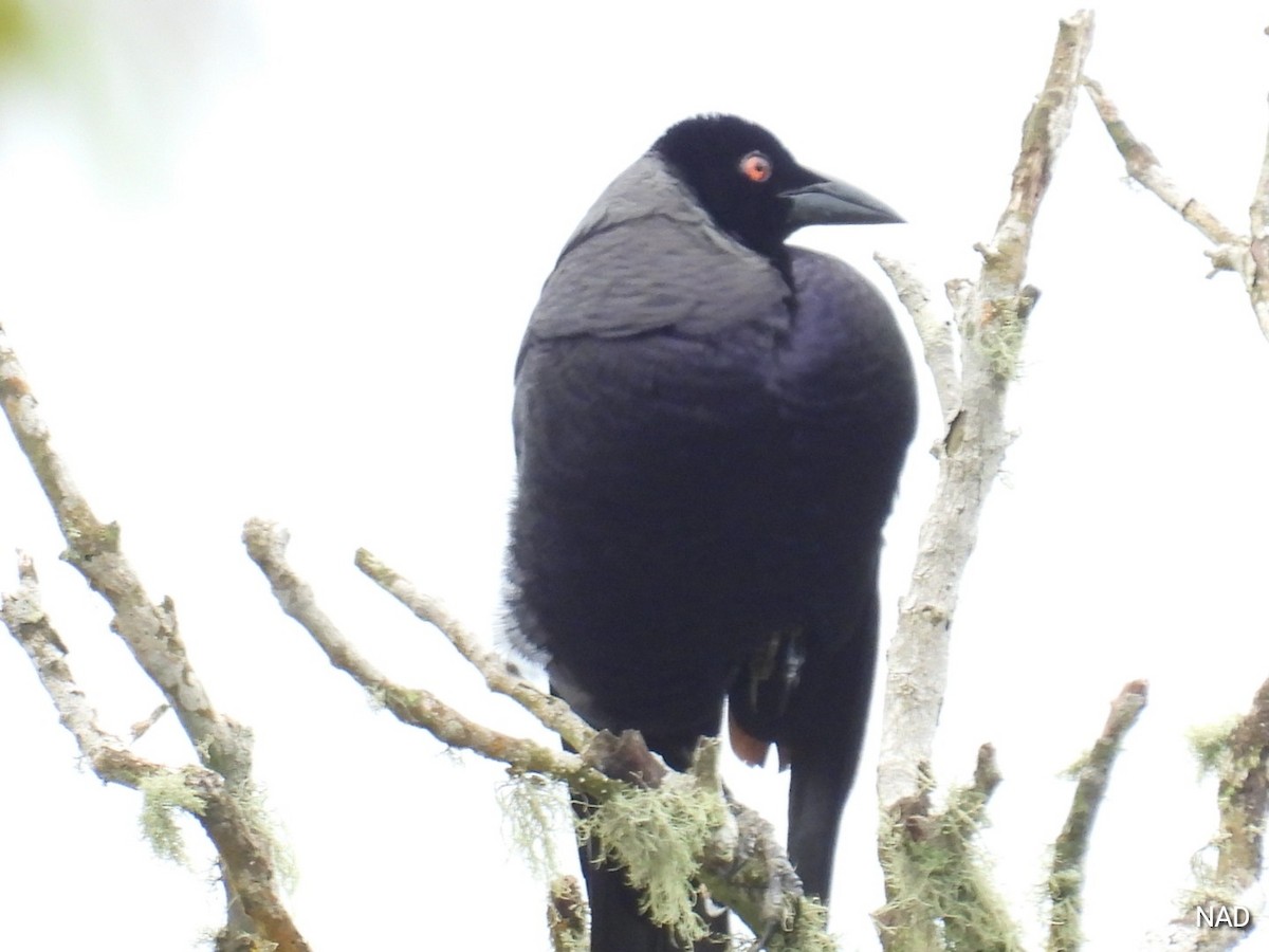 Bronzed Cowbird - Nelva de Daly