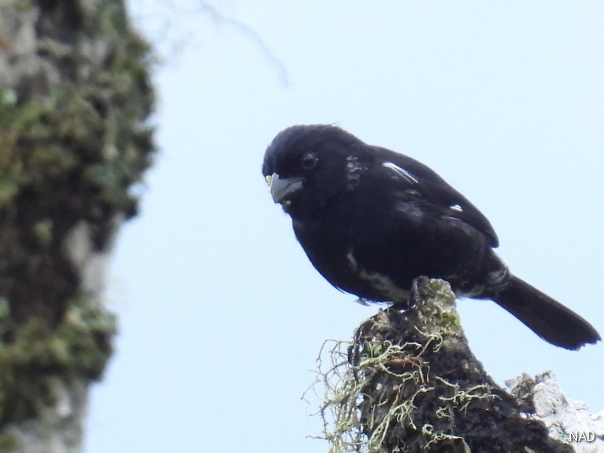 Variable Seedeater - Nelva de Daly