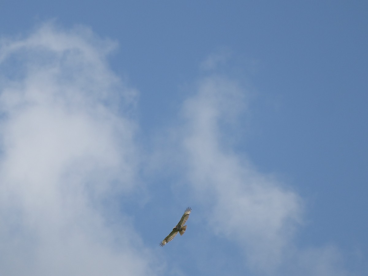 Red-tailed Hawk - M. Jordan