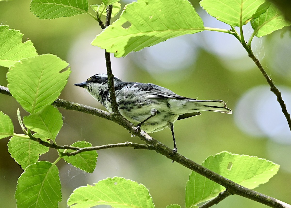 Black-throated Gray Warbler - Perry Poulsen