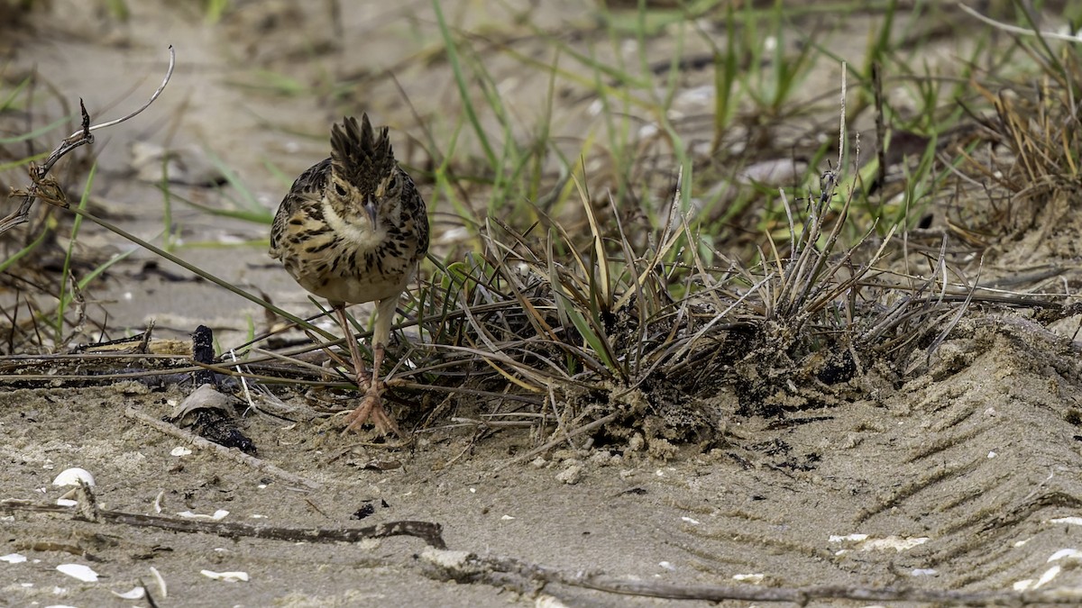 Oriental Skylark - Robert Tizard