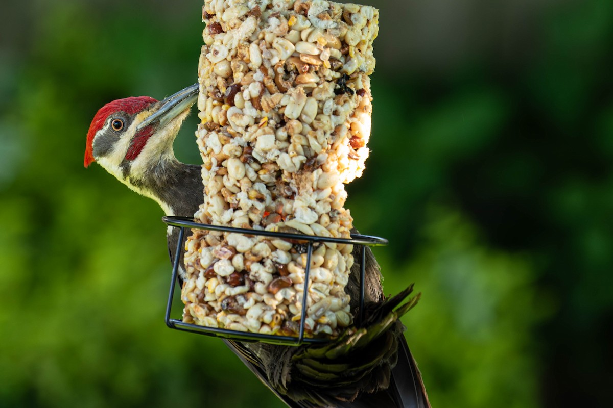 Pileated Woodpecker - Glen allen