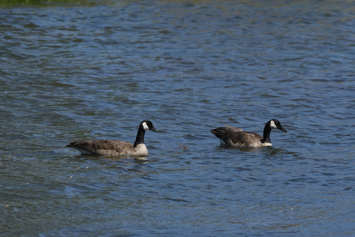 Canada Goose - Janine McCabe