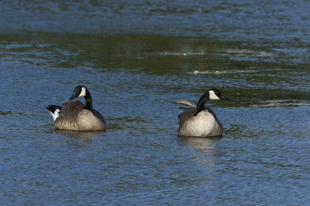 Canada Goose - Janine McCabe